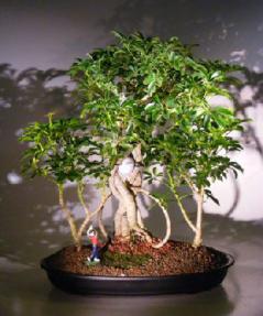 Hawaiian Umbrella Bonsai Tree - Golf Group Scene with Banyan Roots<br><i>(Arboricola Schefflera)</i>