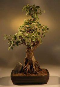 Ficus Retusa Bonsai Tree<br><i>('nitida')</i>