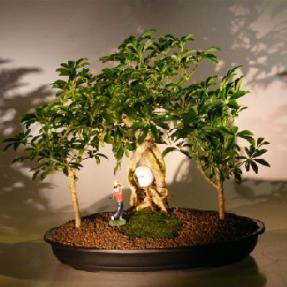 Hawaiian Umbrella Bonsai Tree - Golf Group Scene<br><i>(Arboricola Schefflera)</i>