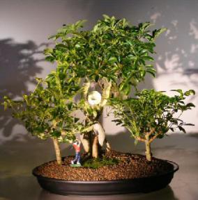 Hawaiian Umbrella Bonsai Tree - Golf Group Scene<br><i>(Arboricola Schefflera)</i>