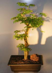 Brazilian Raintree Bonsai Tree <br><i>(pithecellobium tortum)</i>