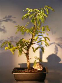 Tamarind Bonsai Tree<br><i>(tamarindus indica)</i>