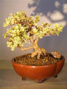 Baby Jade Bonsai Tree - Variegated<br><i>(portulacaria afra variegata)</i>