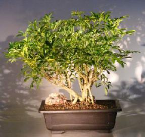 Hawaiian Umbrella Bonsai Tree <br> Banyan Style - Variegated<br>(<i>arboricola schefflera</i>)