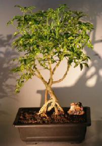 Hawaiian Umbrella Bonsai Tree  Banyan Style - Variegated<br><i>(arboricola schefflera)</i>