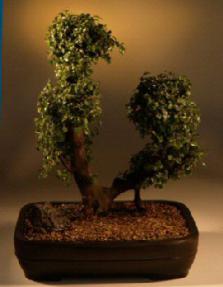 Sweet Plum Bonsai Tree<br><i>(sageretia theezans)</i>