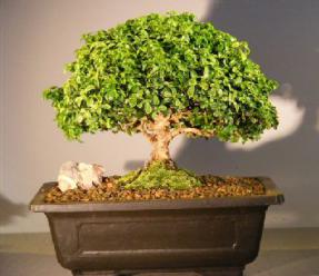 Japanese Kingsville Boxwood Bonsai Tree<br><i>(buxus microphylla compacta)</i>