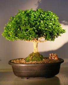 Japanese Kingsville Boxwood Bonsai Tree<br><i>(buxus microphylla compacta)</i>