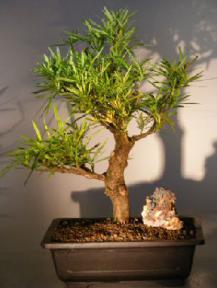 Podocarpus Bonsai Tree<br><i>(podocarpus macrophyllus)</i>