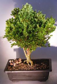 Korean Boxwood<br><i>(Buxus Microphylla)</i>