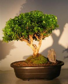 Japanese Kingsville Boxwood Bonsai Tree<br><i>(buxus microphylla compacta)</i>