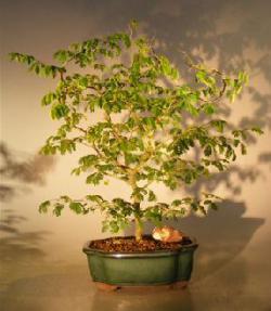 Flowering Brazilian Raintree Bonsai Tree <br><i>(pithecellobium tortum)</i>