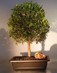 Flowering Brush Cherry Bonsai Tree<br>(eugenia myrtifolia)