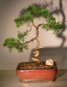 Shimpaku Juniper Bonsai Tree - Trained<br><i>(juniper chinensis)</i>