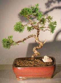 Shimpaku Juniper Bonsai Tree - Trained<br><i>(juniper chinensis)</i>