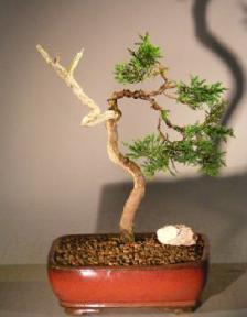 Shimpaku Juniper Bonsai Tree - Trained<br><i>(juniper chinensis)</i>