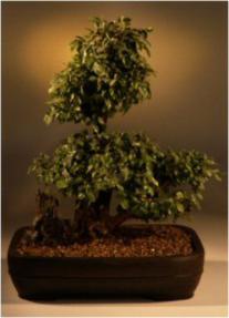 Sweet Plum Bonsai Tree<br><i>(sageretia theezans)</i>