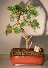 Shimpaku Juniper Bonsai Tree - Trained<br><i>(juniper chinensis)</i>