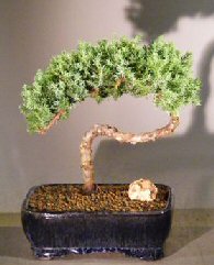 Shimpaku Juniper Bonsai Tree - Trained<br><i>(juniper chinensis)</i>