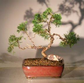 Shimpaku Juniper Bonsai Tree - Trained<br><i>(juniper chinensis)</i>