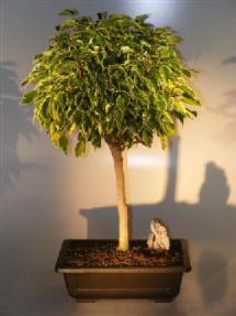 Ficus Bonsai Tree - Variegated<br><i>(ficus benjamina)</i><br>