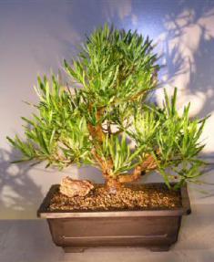 Podocarpus Bonsai Tree<br><i>(podocarpus macrophyllus)</i>