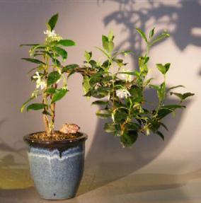 Flowering White Jasmine - Cascade Style<br><i>(trachelospermum jasminoides)</i>