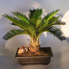 Sago Palm Bonsai Tree<br><i>(cycas revoluta)</i>