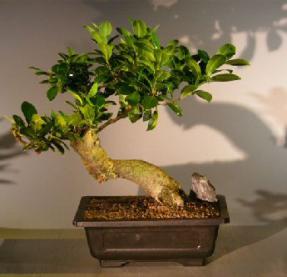 Ginseng Ficus Bonsai Tree<br><i>(ficus retusa)</i>