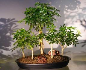 Hawaiian Umbrella Bonsai Tree<br>Braided Trunk - Five Tree Forest Group<br><i>(Arboricola Schefflera)</i>