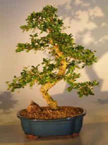 Fukien Tea Bonsai Tree <br><i>(ehretia microphylla)</i>