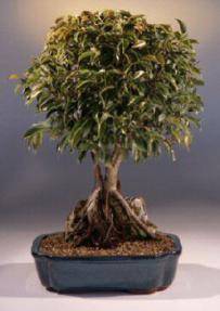 Ficus Root over Rock<br><i>(ficus philippinensis)</i>