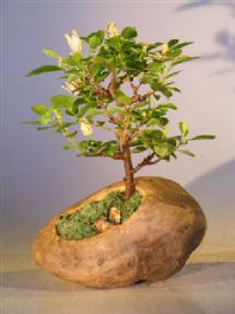 Flowering Lavender Star Flower Bonsai Tree Planted In A Ceramic Rock <br><i>(Grewia Occidentalis)</i>