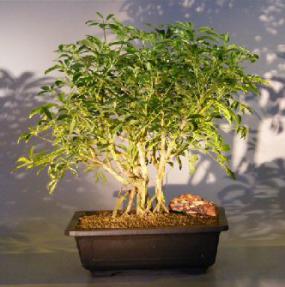 Hawaiian Umbrella Bonsai Tree - Banyan Style - Variegated<br><i>(arboricola schefflera)</i>