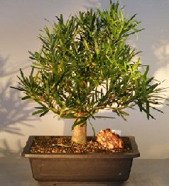 Podocarpus Bonsai Tree<br><i>(podocarpus macrophyllus)</i>