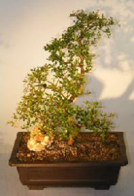 Dwarf Black Olive<br><i>(bucinda spinosa)</i>