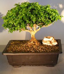 Japanese Kingsville Boxwood Bonsai Tree<br><i>(buxus microphylla compacta)</i>