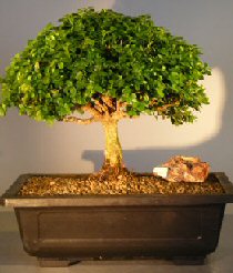 Japanese Kingsville Boxwood Bonsai Tree<br><i>(buxus microphylla compacta)</i>