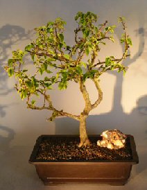 Flowering Bougainvillea Bonsai Tree<br><i>(pink pixie)</i>