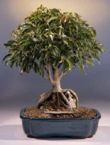 Ficus Root over Rock<br><i>(ficus philippinensis)</i>