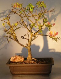 Flowering Bougainvillea Bonsai Tree<br><i> (pink pixie)</i>