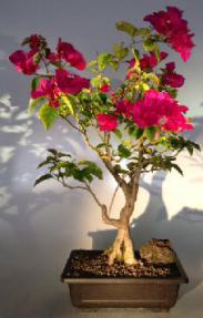 Flowering Bougainvillea Bonsai Tree<br><i> (pink pixie)<i/>