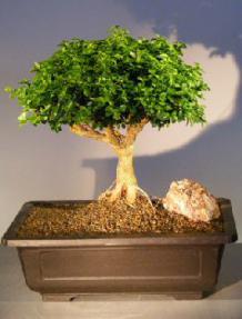 Japanese Kingsville Boxwood Bonsai Tree<br><i>(buxus microphylla compacta)</i>9