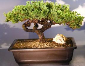 Juniper Bonsai Tree<br><i>(juniper procumbens 'nana')</i>