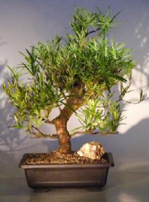 Podocarpus Bonsai Tree<br><i>(podocarpus macrophyllus)</i>