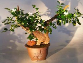 Flowering Dwarf Plum Bonsai Tree- Phoenix Graft. <br><i></i>(Carissa Macrocarpa)