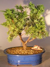 Shimpaku Juniper Bonsai Tree <br><i></i>(Juniper Chinensis)