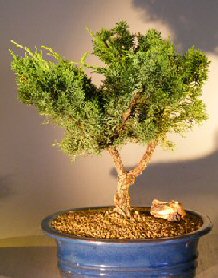 Shimpaku Juniper Bonsai Tree - Trained<br><i></i(Juniper chinensis)>