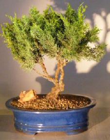 Shimpaku Juniper Bonsai Tree - Trained<br><i></i(Juniper chinensis)>