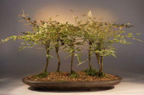 Heavenly Bamboo Bonsai Tree<br><i>(nandina domestica 'firepower')</i>